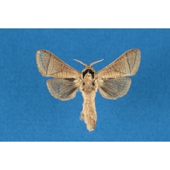 /filer/webapps/moths/media/images/L/legraini_Haberlandia_HT_RMCA.jpg