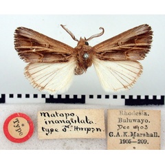 /filer/webapps/moths/media/images/I/inangulata_Matopo_HT_BMNH.jpg