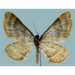 /filer/webapps/moths/media/images/A/aurisquamaria_Entephria_AM_ZSMb.jpg