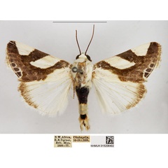 /filer/webapps/moths/media/images/T/trimaculata_Acontia_AM_NHMUK.jpg