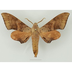 /filer/webapps/moths/media/images/C/convexus_Neopolyptychus_AM_Basquin_02a.jpg