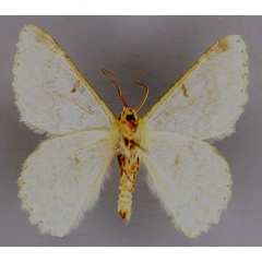 /filer/webapps/moths/media/images/A/abyssiniaria_Pingasa_A_ZSM_02.jpg