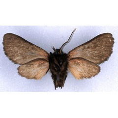 /filer/webapps/moths/media/images/E/epimela_Metarctia_HT_ZSM_02.jpg