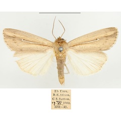 /filer/webapps/moths/media/images/H/hamata_Mythimna_AM_BMNH.jpg