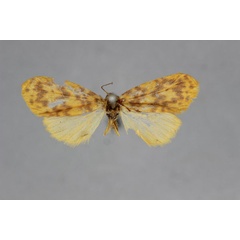 /filer/webapps/moths/media/images/G/guentheri_Afrasura_A_BMNH.jpg