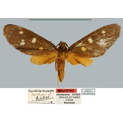 /filer/webapps/moths/media/images/B/bruneata_Thyrosticta_HT_MNHN.jpg