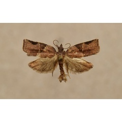 /filer/webapps/moths/media/images/D/dinota_Choristoneura_AM_Butler.jpg
