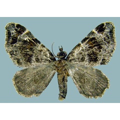 /filer/webapps/moths/media/images/O/olivata_Piercia_AF_ZSMa.jpg