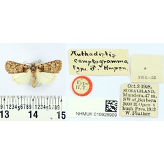 /filer/webapps/moths/media/images/C/camptogramma_Authadistis_HT_BMNH.jpg