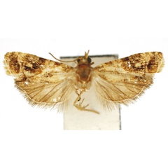/filer/webapps/moths/media/images/D/dorsiscopa_Lobesia_HT_Bassi.jpg