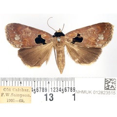 /filer/webapps/moths/media/images/N/nigribasis_Anoba_AF_BMNH_01.jpg