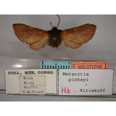 /filer/webapps/moths/media/images/P/pinheyi_Metarctia_HT_RMCA_01.jpg