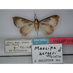 /filer/webapps/moths/media/images/B/bergeri_Marcipa_HT_RMCA_02.jpg
