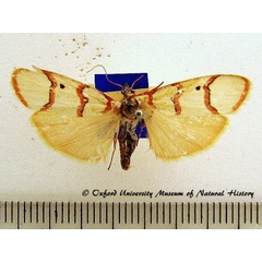 /filer/webapps/moths/media/images/P/puella_Cyana_A_OUMNH_01.JPG