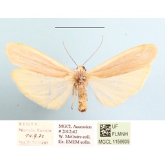 /filer/webapps/moths/media/images/G/gracilipennis_Lomilema_AM_MGCLa_01.JPG