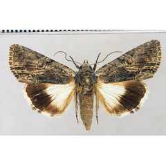 /filer/webapps/moths/media/images/P/pericyma_Catephia_AF_Fiebig.jpg