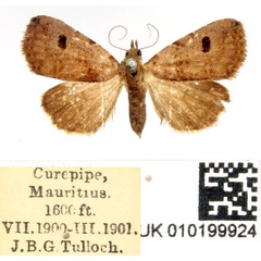 /filer/webapps/moths/media/images/D/dispar_Rivula_AF_BMNH.jpg
