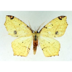 /filer/webapps/moths/media/images/S/subspersa_Epigynopteryx_AM_TMSA.jpg