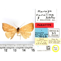 /filer/webapps/moths/media/images/C/curvilinea_Marcipa_PTF_BMNH.jpg