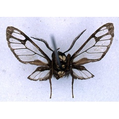 /filer/webapps/moths/media/images/M/musiforme_Pseudodiptera_HT_BMNH02.jpg