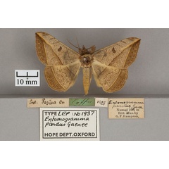 /filer/webapps/moths/media/images/P/pardus_Entomogramma_PLT_OUMNH_01.jpg