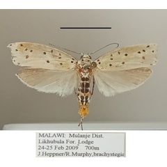 /filer/webapps/moths/media/images/C/coscineutis_Ethmia_A_MGCLa_02.jpg