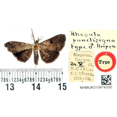 /filer/webapps/moths/media/images/P/punctisigna_Rhesala_HT_BMNH.jpg