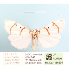/filer/webapps/moths/media/images/P/pretoriae_Cyana_A_MGCLa_03.JPG
