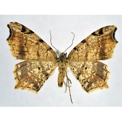 /filer/webapps/moths/media/images/G/gyliura_Chiasmia_AF_NHMO.jpg
