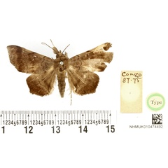 /filer/webapps/moths/media/images/F/fumosa_Amphigonia_HT_BMNH.jpg