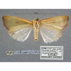 /filer/webapps/moths/media/images/C/cupreoviridis_Xanthoptera_HT_OUMNH_02.jpg