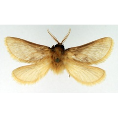 /filer/webapps/moths/media/images/F/furcata_Gorgopis_AM_TMSA.jpg