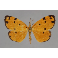 /filer/webapps/moths/media/images/C/convergens_Ochrota_AT_BMNH.jpg