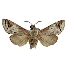 /filer/webapps/moths/media/images/Z/zimbabwensis_Coryphodema_HT_TMSA_dRs2FA5.jpg