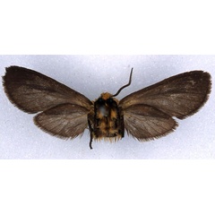 /filer/webapps/moths/media/images/P/pumila_Metarctia_PLT_BMNH_02.jpg