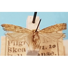 /filer/webapps/moths/media/images/P/phaeocrossis_Eridachtha_PTM_TMSA.jpg
