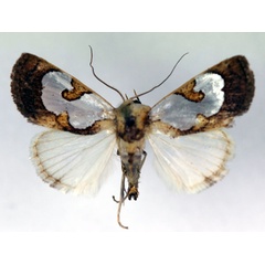 /filer/webapps/moths/media/images/A/argyroplaga_Westermannia_A_RMCA.jpg