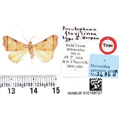 /filer/webapps/moths/media/images/F/flavilinea_Paralephana_HT_BMNH.jpg