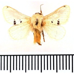 /filer/webapps/moths/media/images/M/monogramma_Parapluda_AM_BMNH.jpg