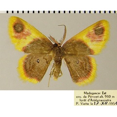 /filer/webapps/moths/media/images/Z/zearia_Chrysocraspeda_AM_ZSM.jpg