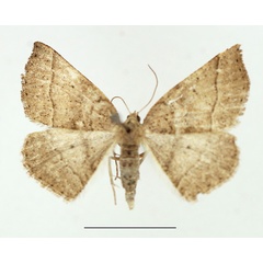 /filer/webapps/moths/media/images/O/oxyptera_Pareclipsis_AF_TMSA.jpg