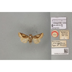 /filer/webapps/moths/media/images/C/crescentica_Atimaea_HT_BMNHa.jpg