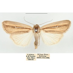 /filer/webapps/moths/media/images/H/hamata_Mythimna_AF_BMNH.jpg