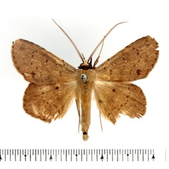 /filer/webapps/moths/media/images/C/cinerea_Ugiodes_AM_BMNH.jpg