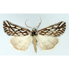 /filer/webapps/moths/media/images/T/trofonia_Argyrophora_AM_TMSA_01.jpg