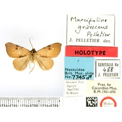/filer/webapps/moths/media/images/G/grisescens_Marcipalina_HT_BMNH.jpg