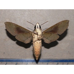 /filer/webapps/moths/media/images/F/fumosa_Temnora_A_Goff_02.jpg