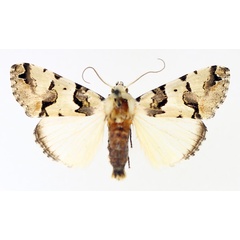 /filer/webapps/moths/media/images/E/eudela_Halochroa_AM_TMSA_01.jpg
