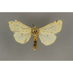 /filer/webapps/moths/media/images/T/testacea_Eyralpenus_ST_BMNH.jpg
