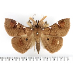 /filer/webapps/moths/media/images/T/trinotata_Capnodes_AM_BMNH.jpg